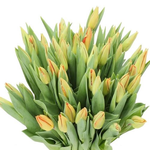 TULIPS MELBOURNE 37cm 35gm Wholesale Dutch Flowers & Florist Supplies UK