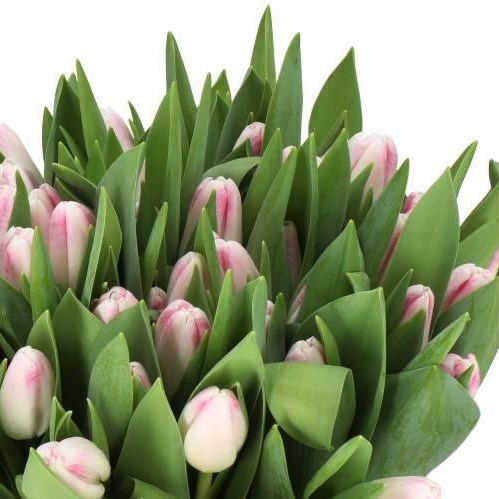 TULIPS MEMPHIS