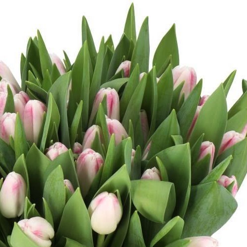 TULIPS MEMPHIS