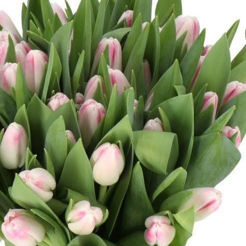 TULIPS MEMPHIS