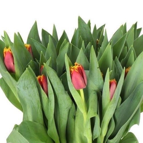 TULIPS MERCURE