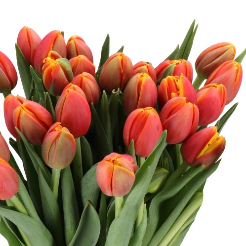TULIPS MON