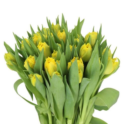 TULIPS MON AMOUR