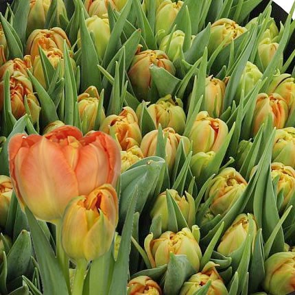 TULIPS MONTE ORANGE