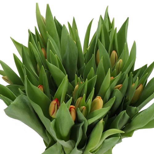 TULIPS MORGANA
