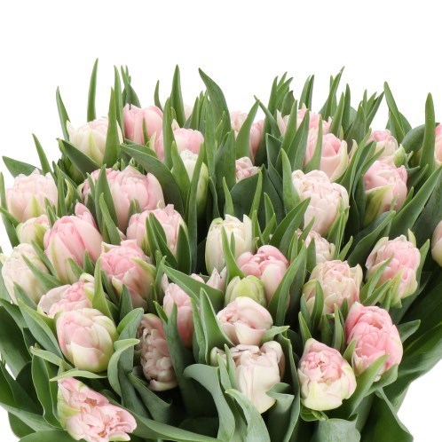 TULIPS MOTHERS CHOICE
