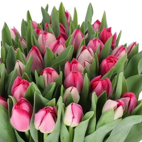 TULIPS MUMBAI