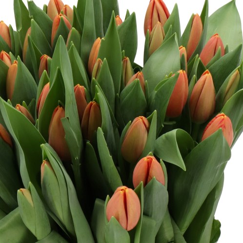 TULIPS NECTARINE