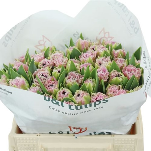 TULIPS NEW CASTLE 35cm 40gm Wholesale Dutch Flowers & Florist Supplies UK