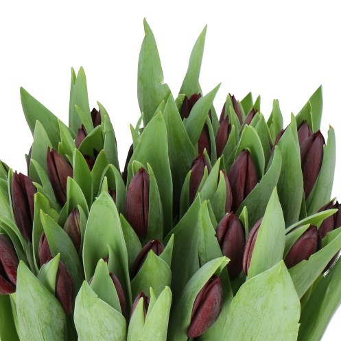 TULIPS NIGHTSHADE