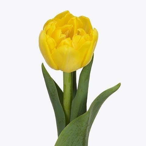 TULIPS NIKON