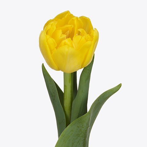 TULIPS NIKON