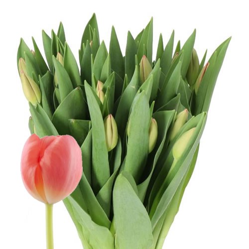 TULIPS NINJA
