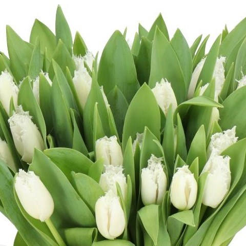 TULIPS NOORDEINDE