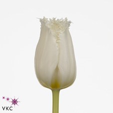 TULIPS NORTH POLE WHITE