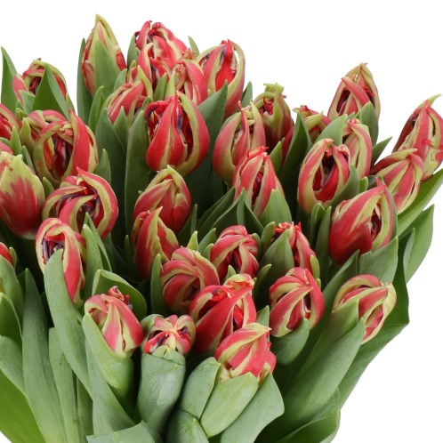 TULIPS OCTOPUS