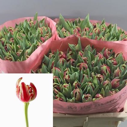 TULIPS OCTOPUS
