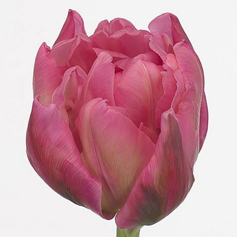 TULIPS OERAL