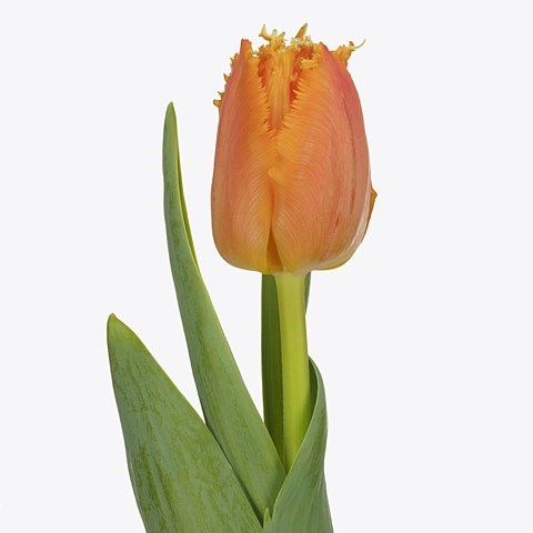TULIPS OGENE