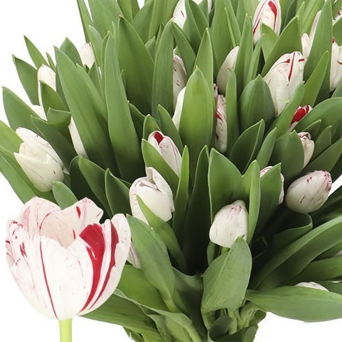 TULIPS ONE DIRECTION