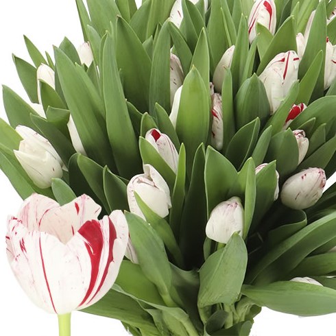 TULIPS ONE DIRECTION