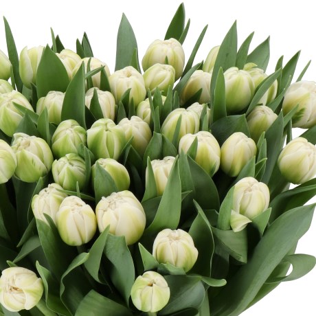 TULIPS ONLINE