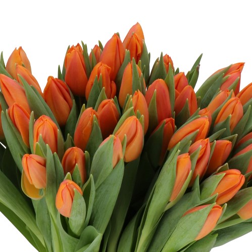 TULIPS ORABI
