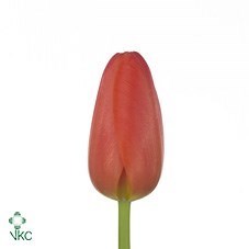 TULIPS ORANGE JUICE