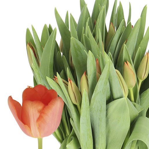 TULIPS ORANGE WESTFRIS