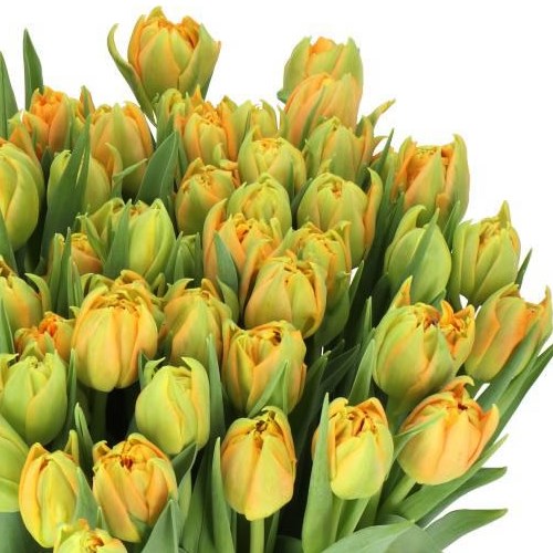 TULIPS ORCA