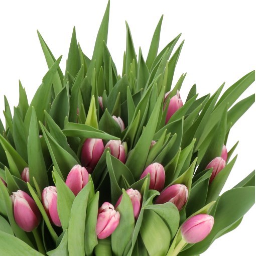 TULIPS OUTLOOK