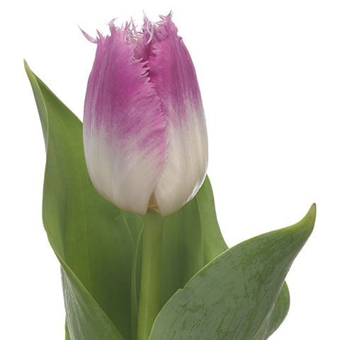 TULIPS - OVIEDO