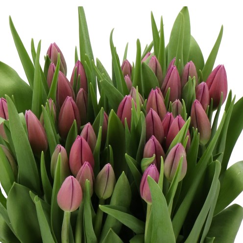 TULIPS OZON