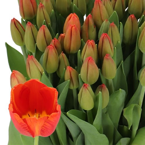 TULIPS PALAZZO