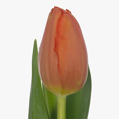 TULIPS PALAZZO