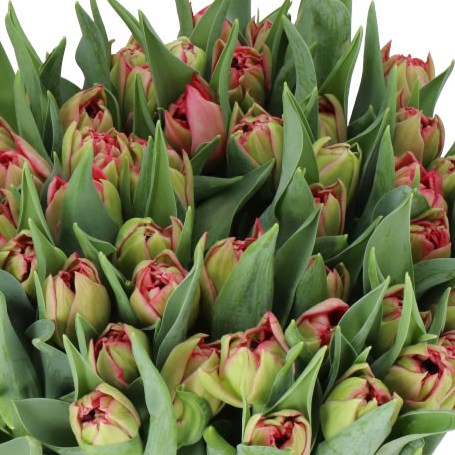TULIPS PALERMO