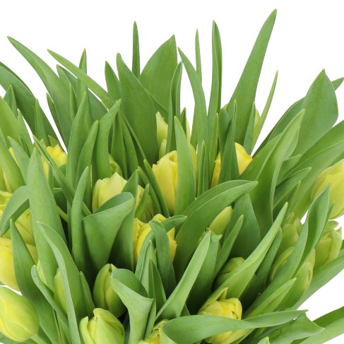 TULIPS PALM BEACH