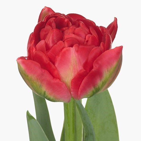 TULIPS PAMPLONA