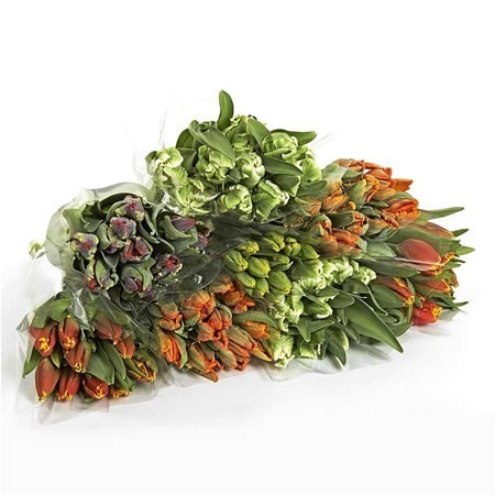 TULIPS PARROT MIX (COLS MAY VARY)