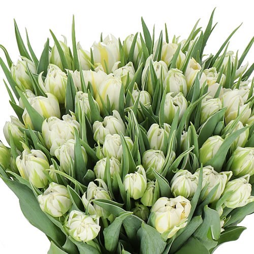 TULIPS PASSWORD