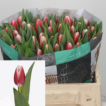 TULIPS PAUL MCCARTNEY