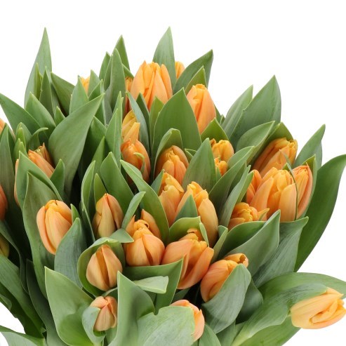 TULIPS PEACH BEAUTY
