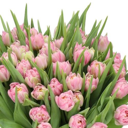 TULIPS PESCARA