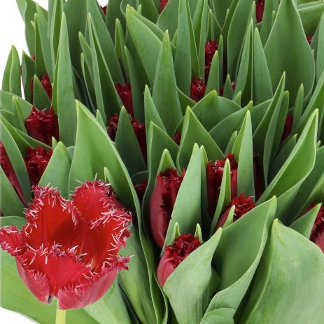 TULIPS PHILLY BELLE