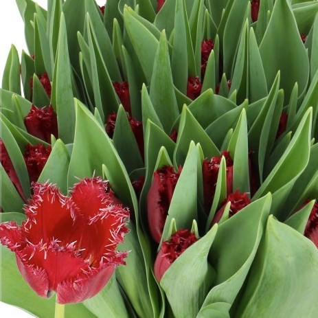 TULIPS PHILLY BELLE