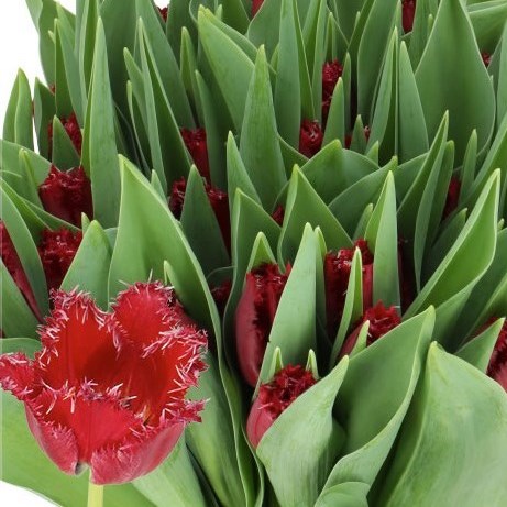 TULIPS PHILLY BELLE
