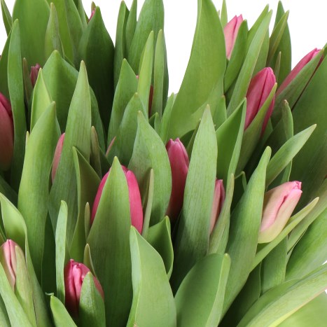 TULIPS PICARDY