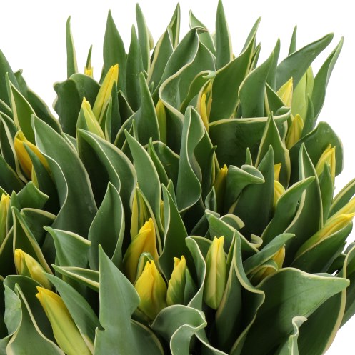 TULIPS PICHU