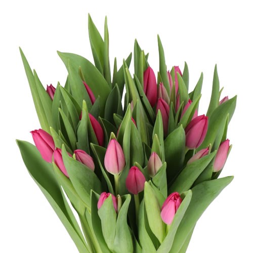 TULIPS PINK ARDOUR