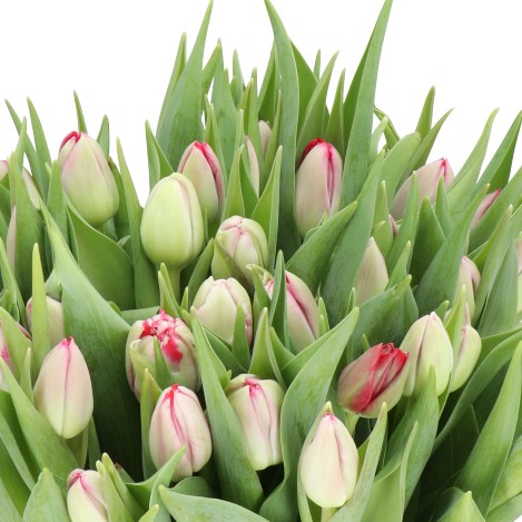 TULIPS PINK BLAZE